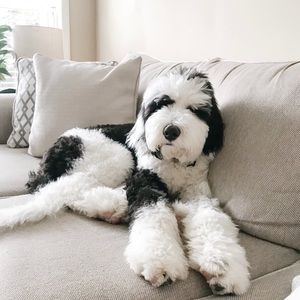 Meet your Posher, Catherine